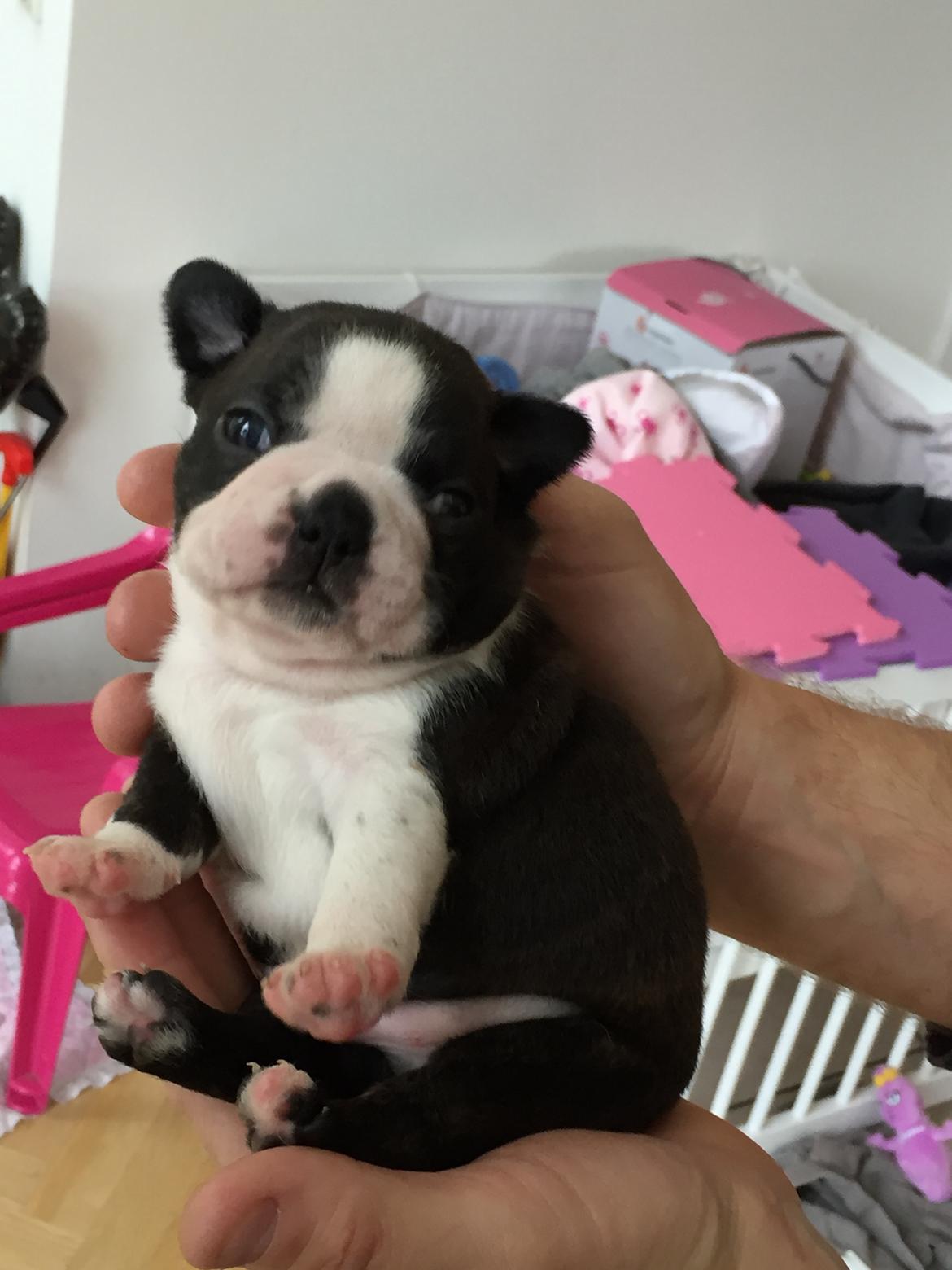 Boston terrier West Lund Diamonds R' Sweet AS Fanta aka Fanta - 18/10-2015: Fanta 3 uger gammel billede 10