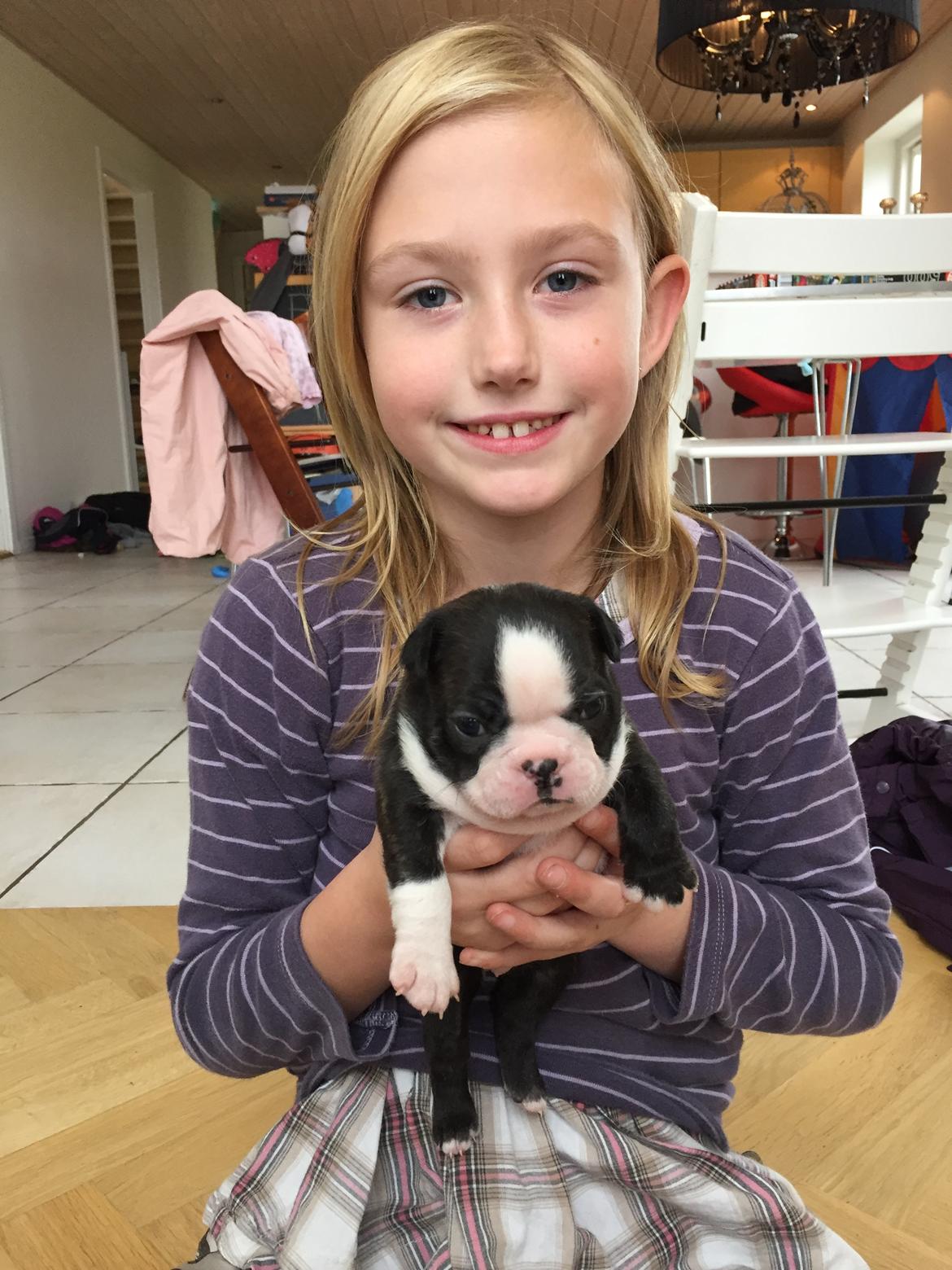 Boston terrier West Lund Diamonds R' Sweet AS Fanta aka Fanta - Fanta 3 uger gammel 18/10-2015 billede 11