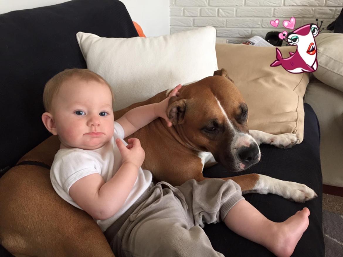 Amerikansk staffordshire terrier DKCH GreatVikingsYouMakeItReal - Loca med lillesøster Mira billede 27