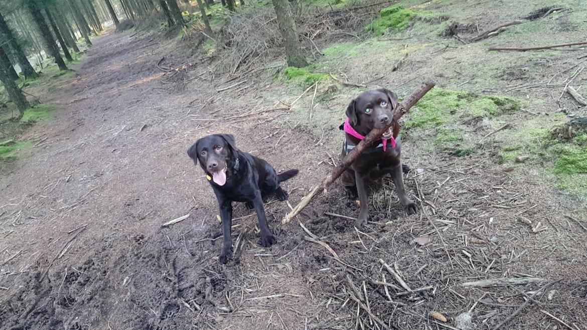 Labrador retriever Aslan billede 27