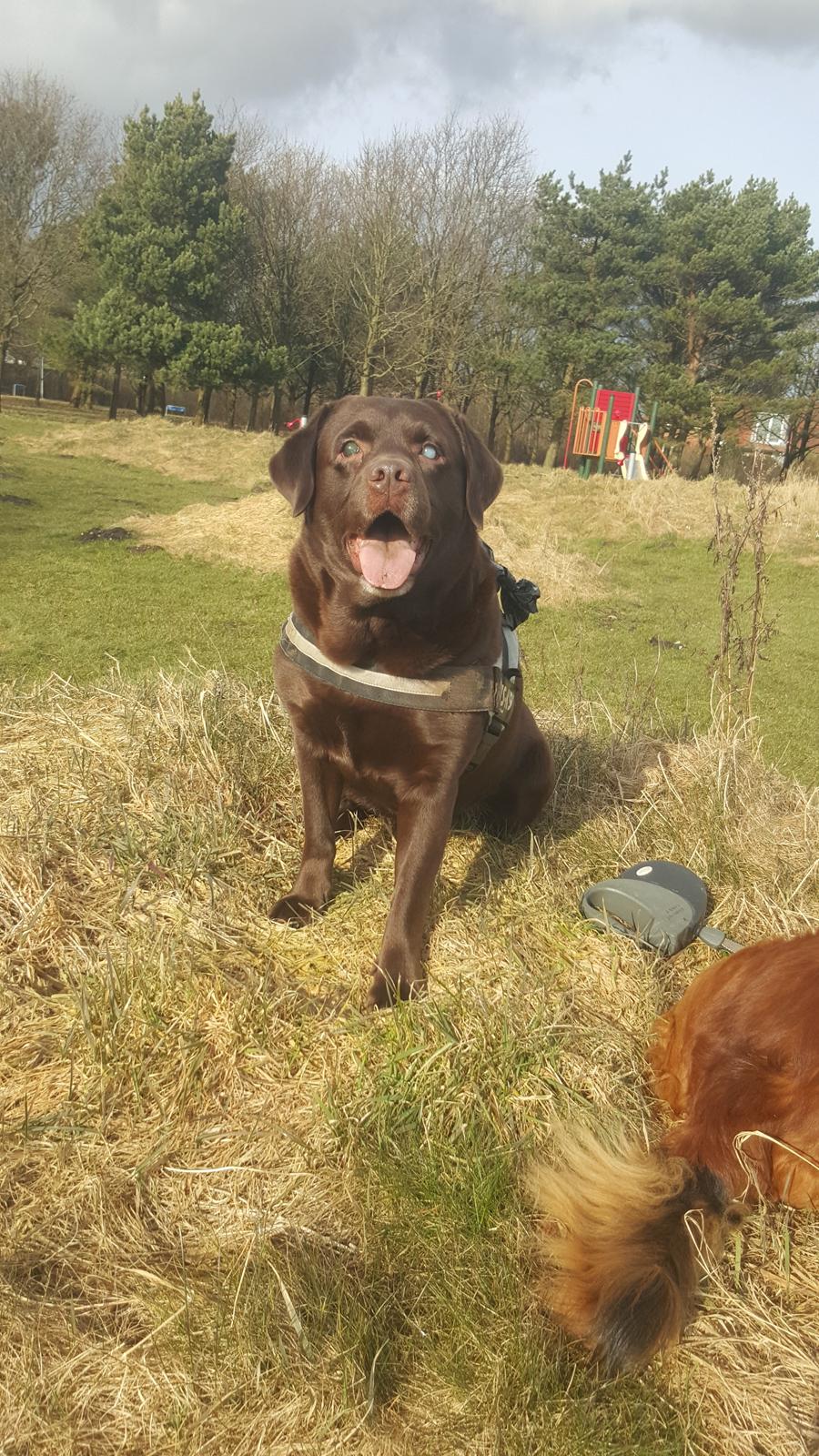 Labrador retriever Aslan billede 28