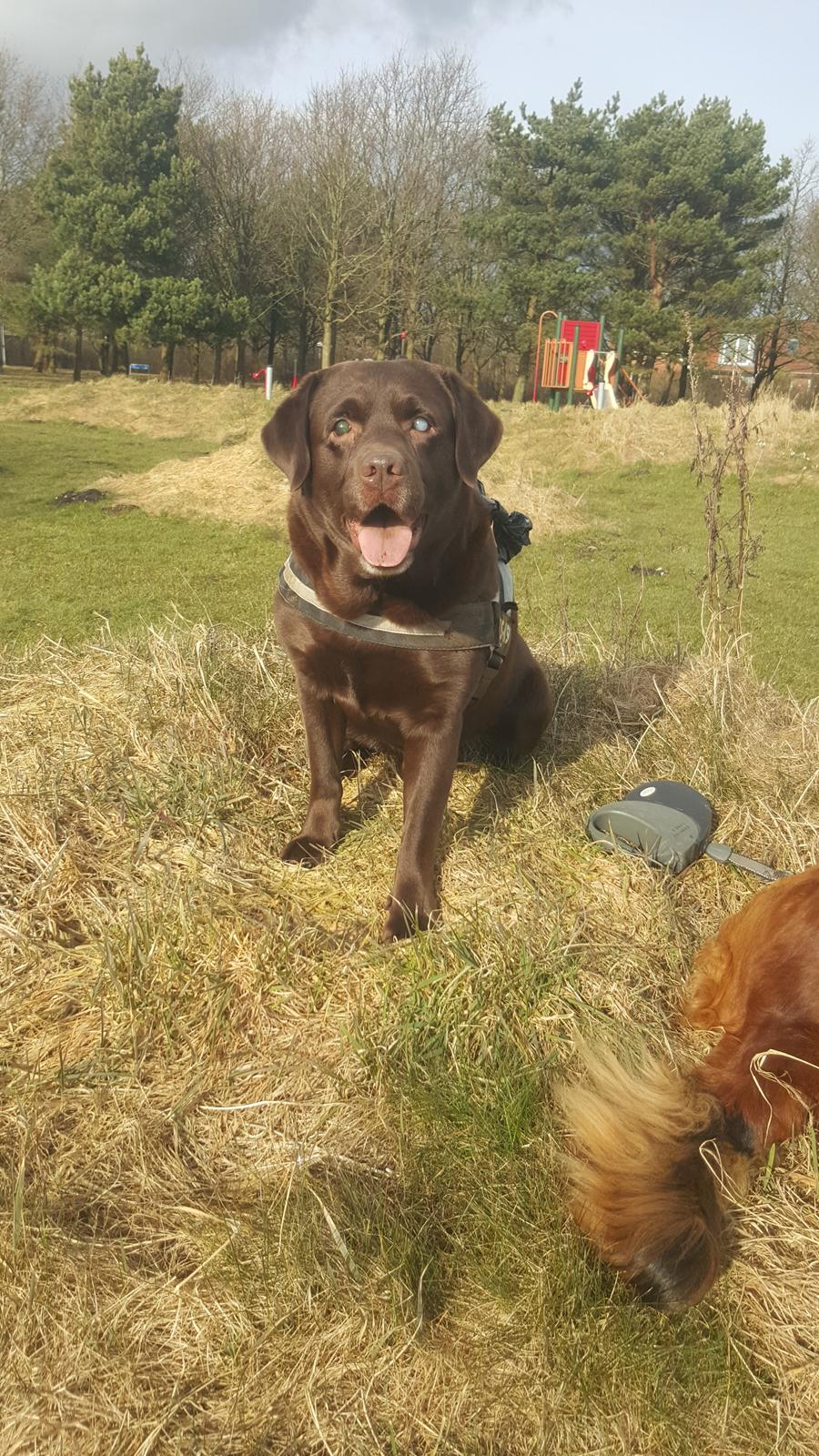 Labrador retriever Aslan billede 29