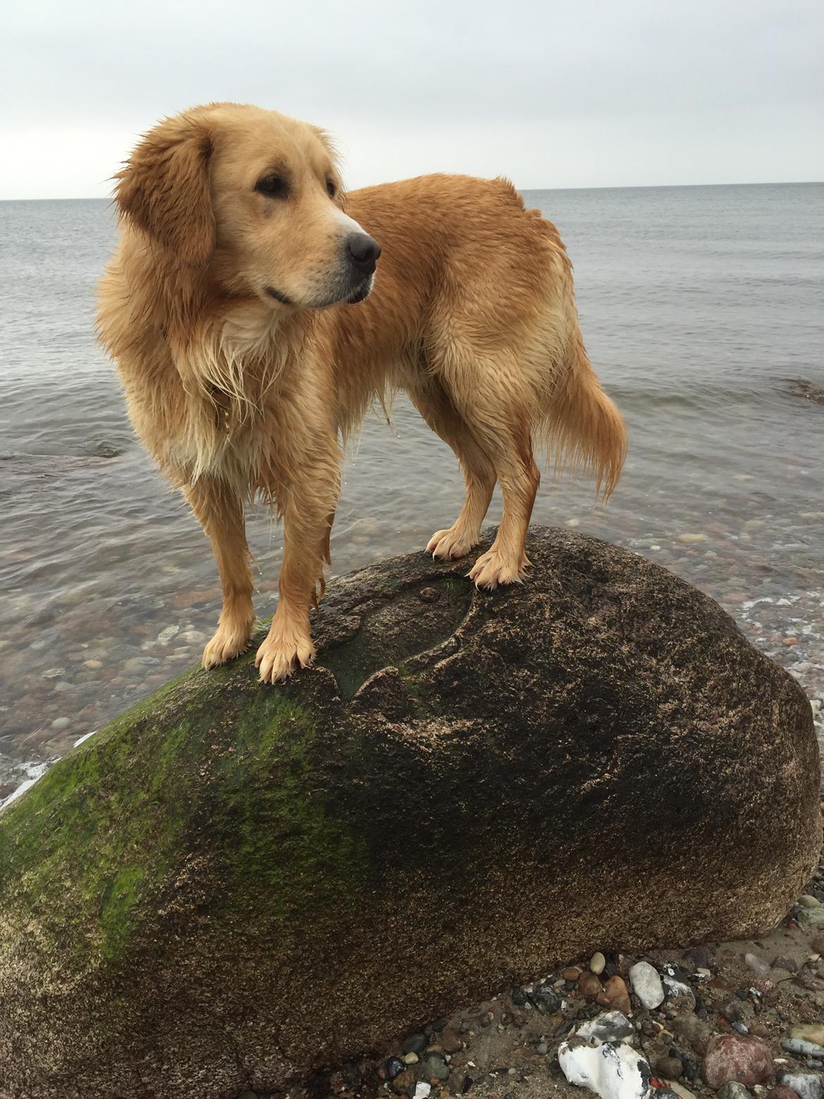 Blanding af racer Balder Himmelhund  billede 20