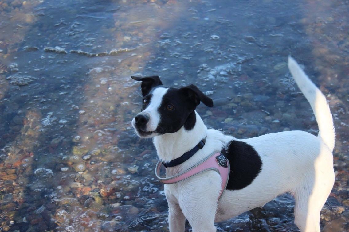 Dansk svensk gaardhund Bella billede 7