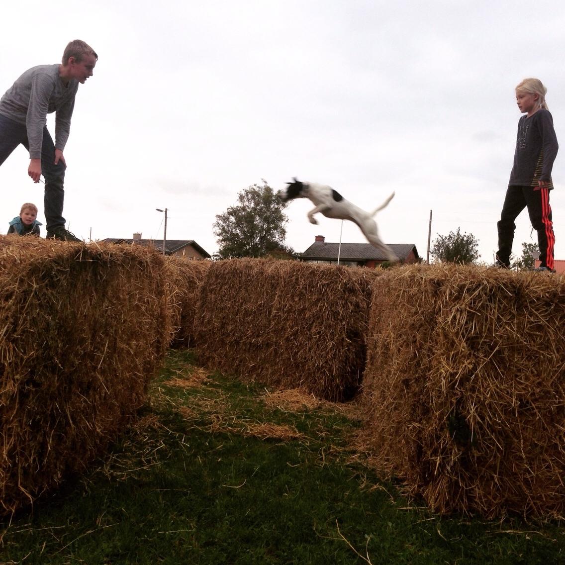 Dansk svensk gaardhund Bella billede 8