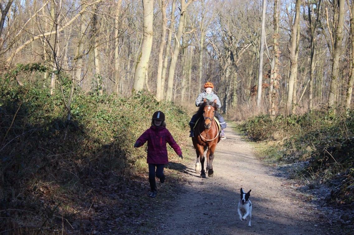 Dansk svensk gaardhund Bella billede 9