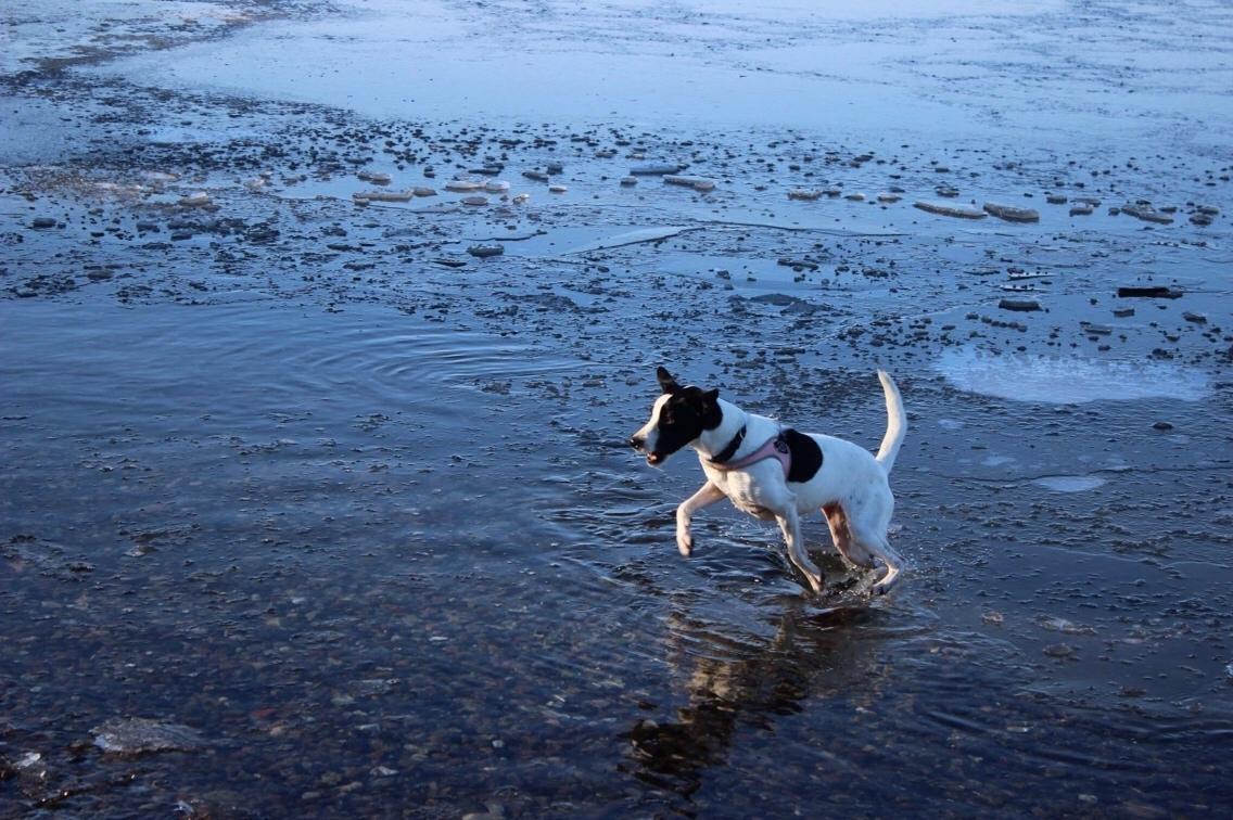 Dansk svensk gaardhund Bella billede 10