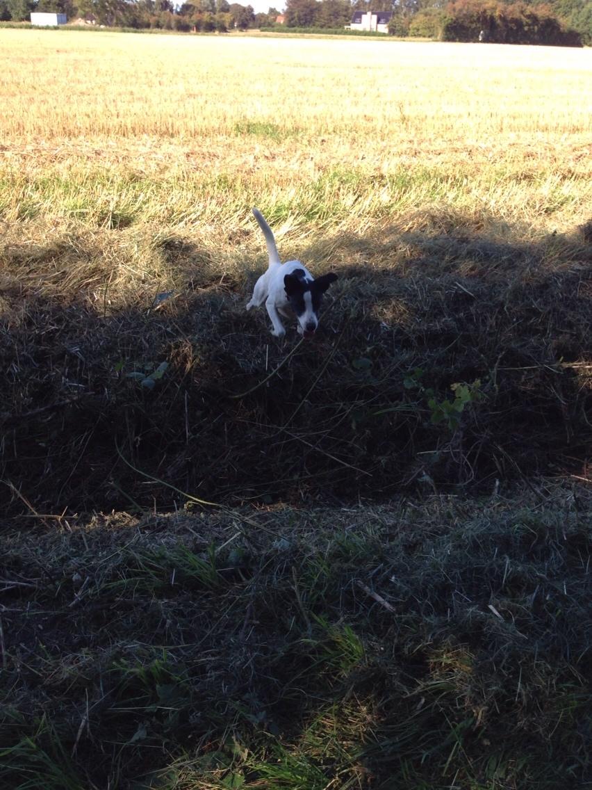 Dansk svensk gaardhund Bella billede 11