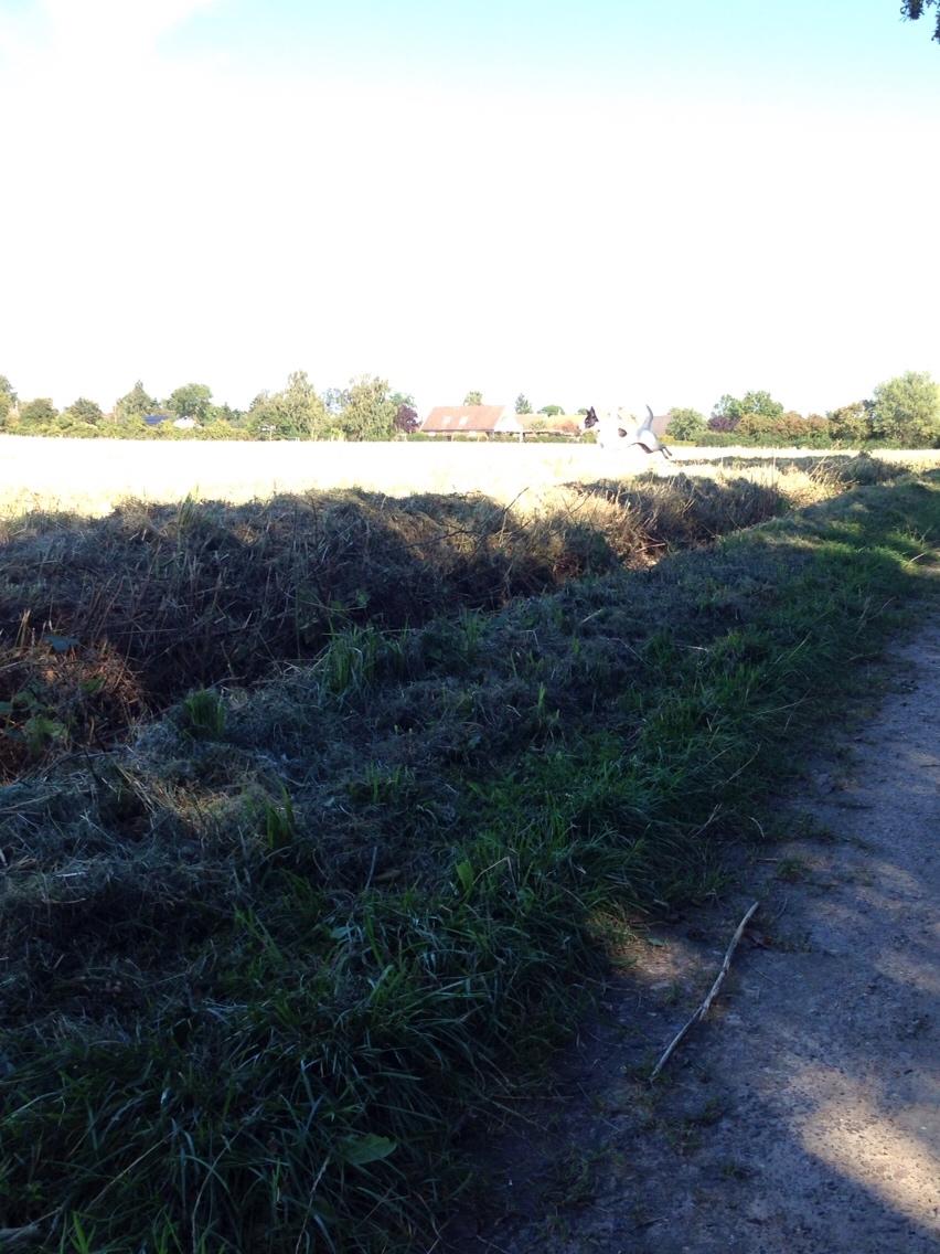 Dansk svensk gaardhund Bella billede 12