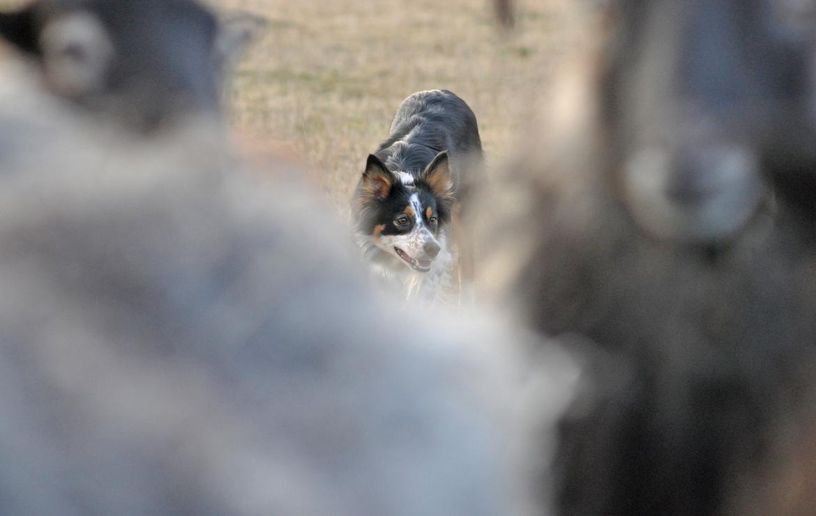 Border collie Chut billede 6