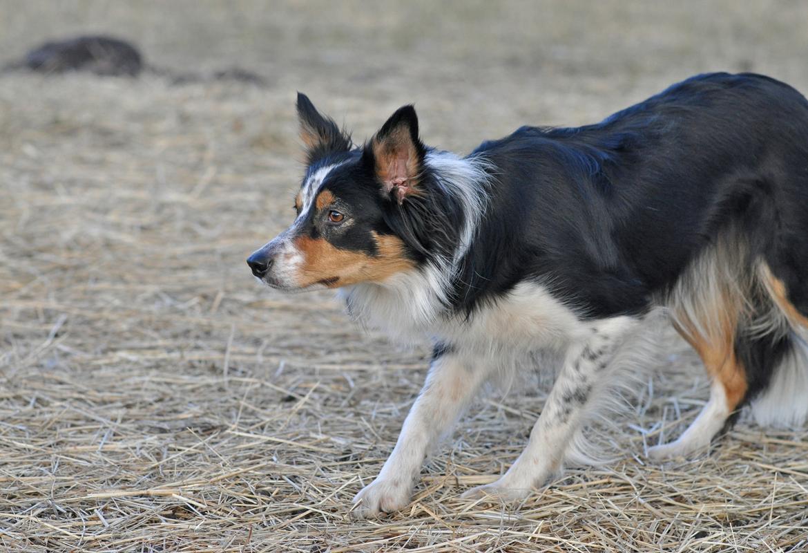 Border collie Chut billede 9