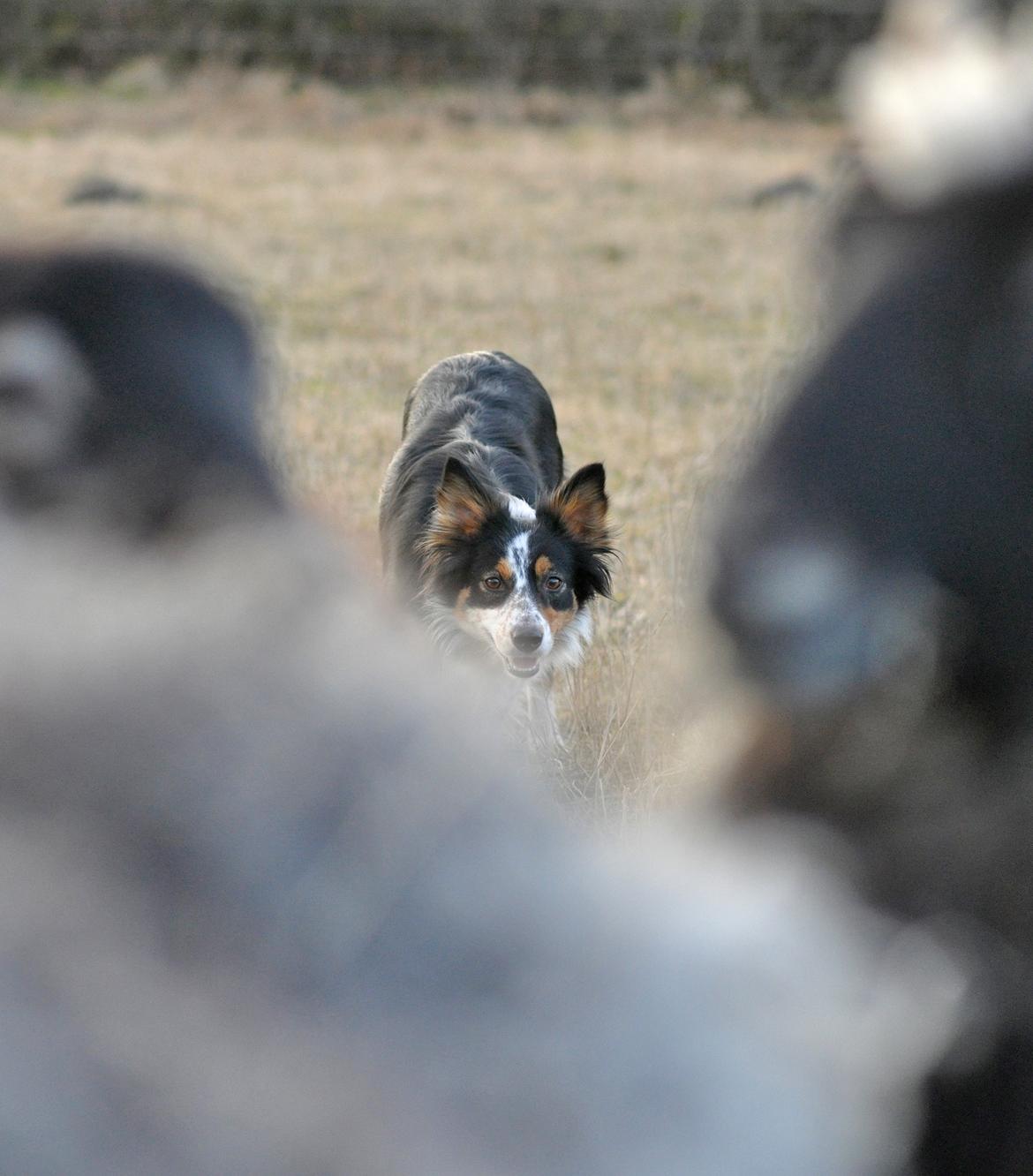 Border collie Chut billede 7