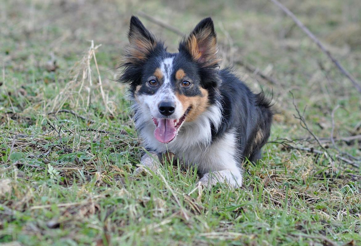 Border collie Chut billede 10