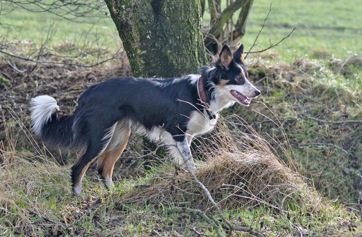 Border collie Chut billede 11
