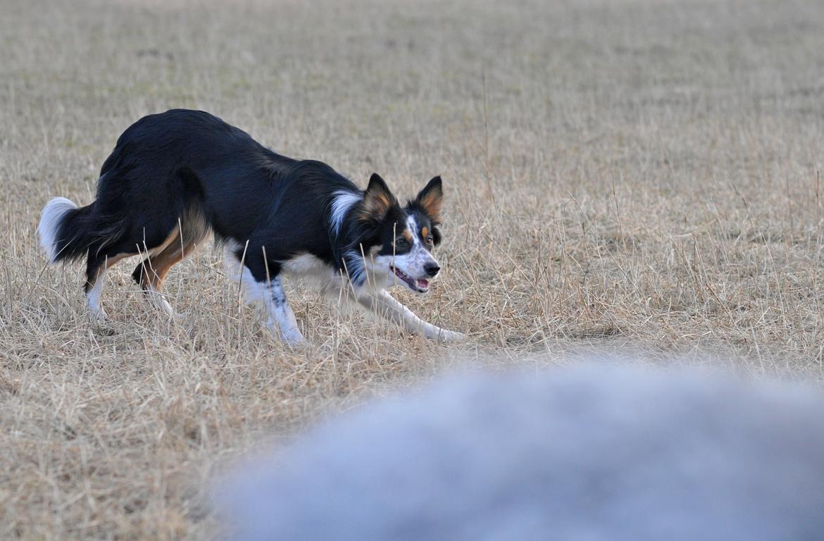 Border collie Chut billede 8