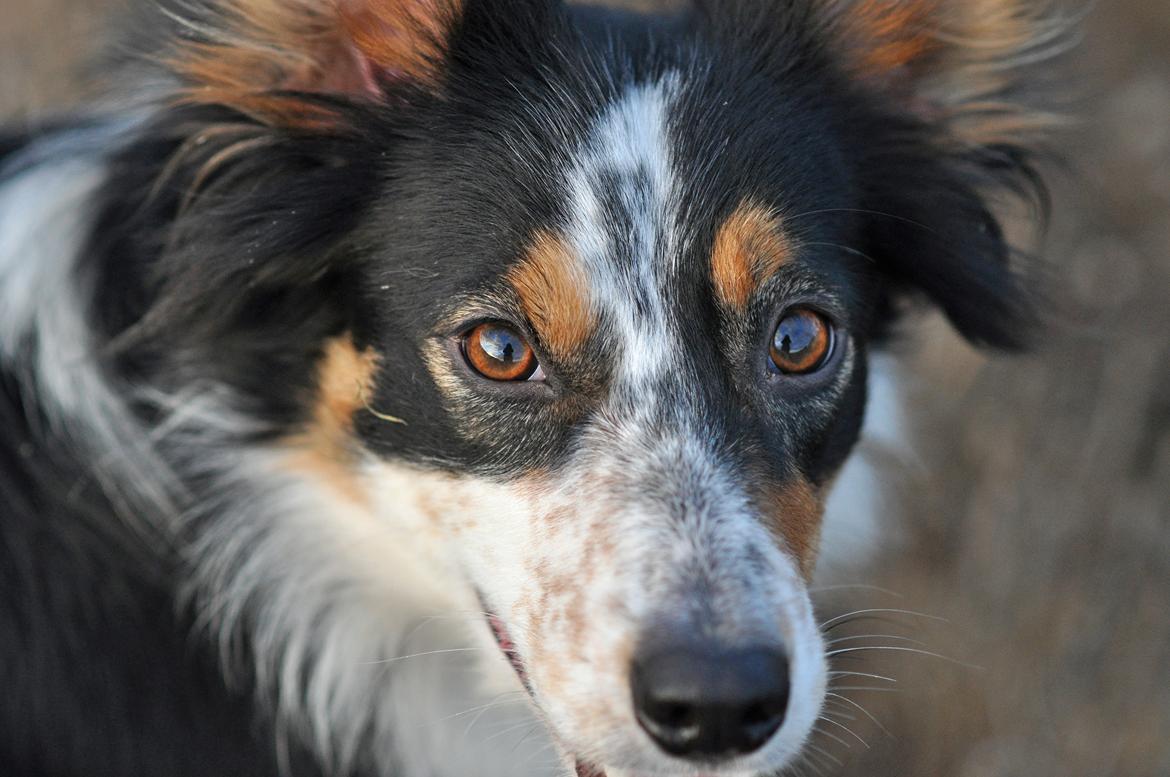 Border collie Chut billede 12
