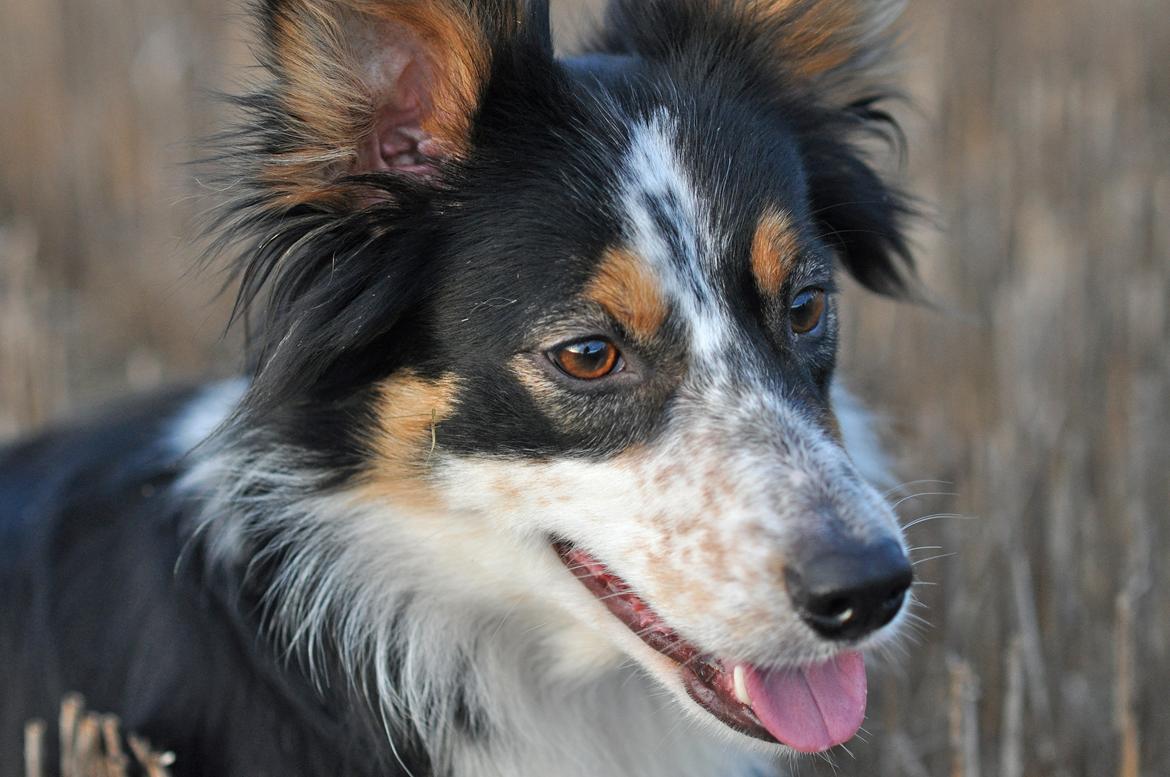 Border collie Chut billede 13
