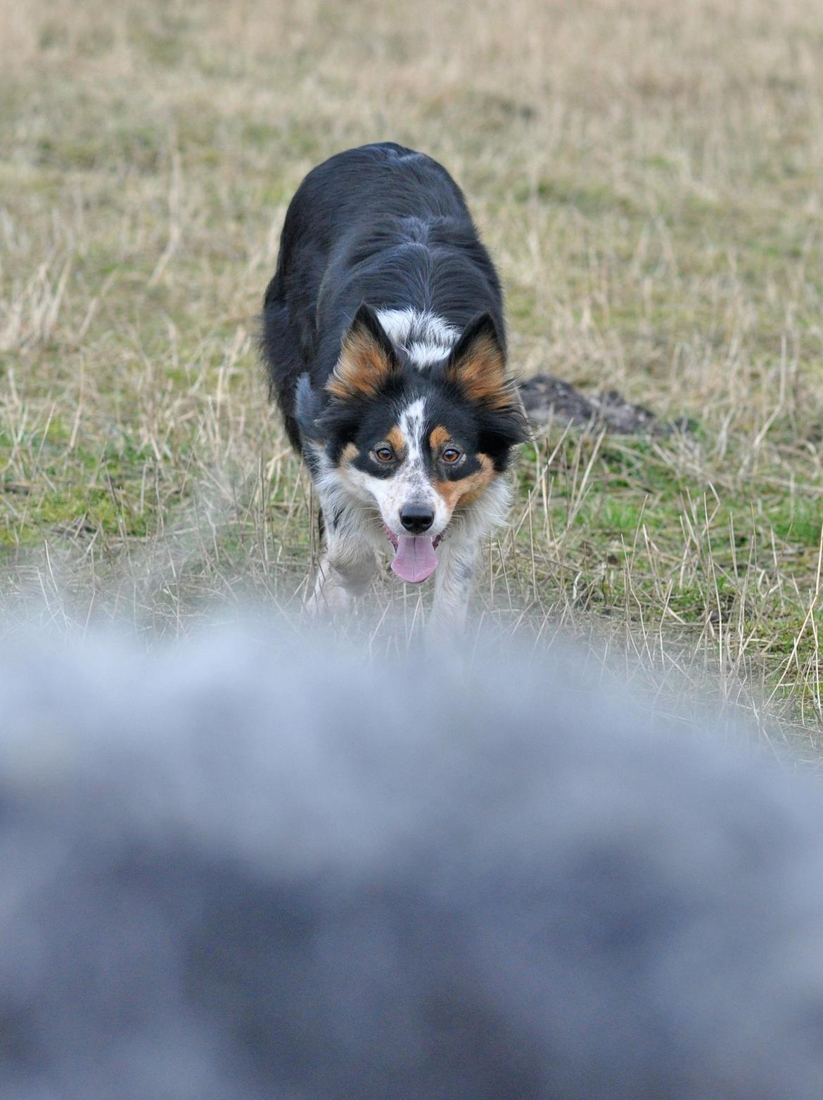 Border collie Chut billede 14