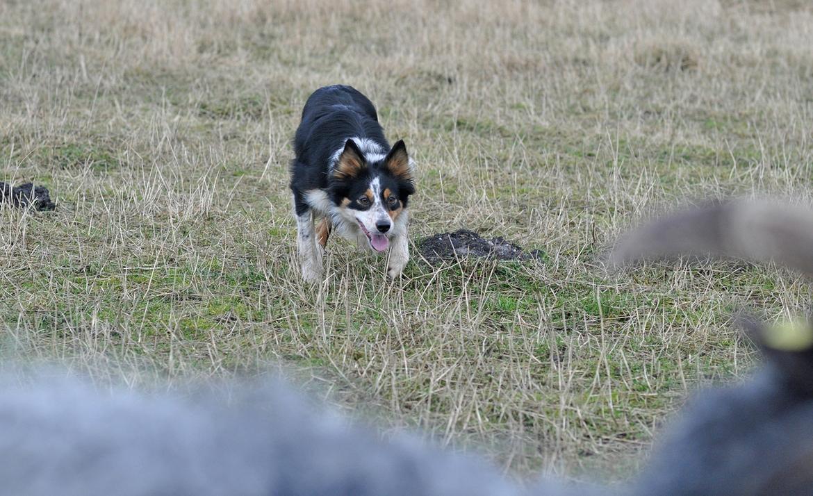 Border collie Chut billede 15