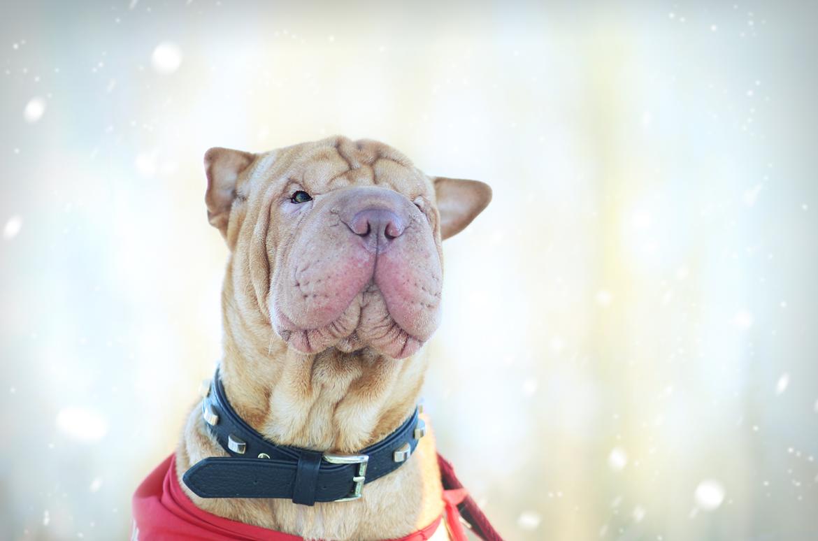 Shar pei Frida billede 15