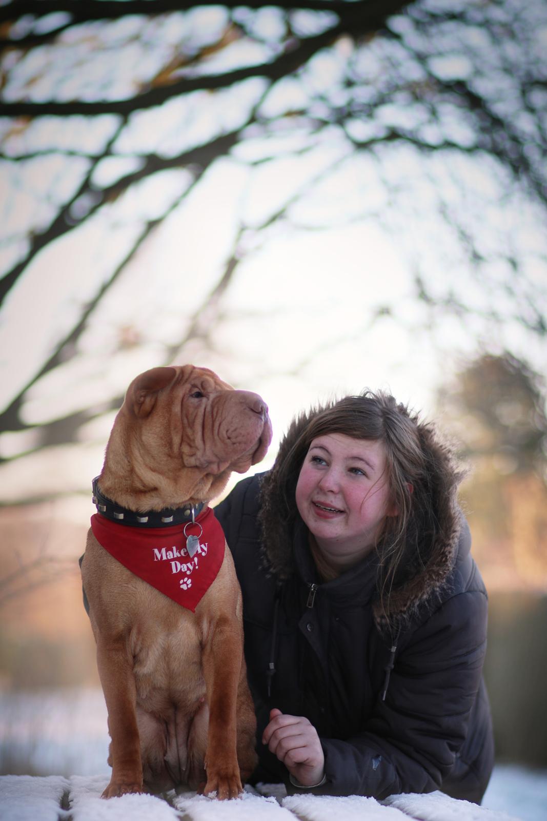 Shar pei Frida billede 17