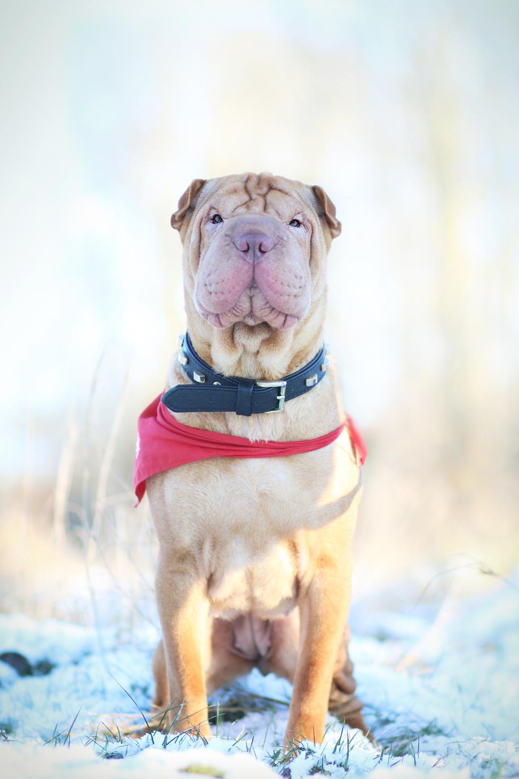 Shar pei Frida billede 16