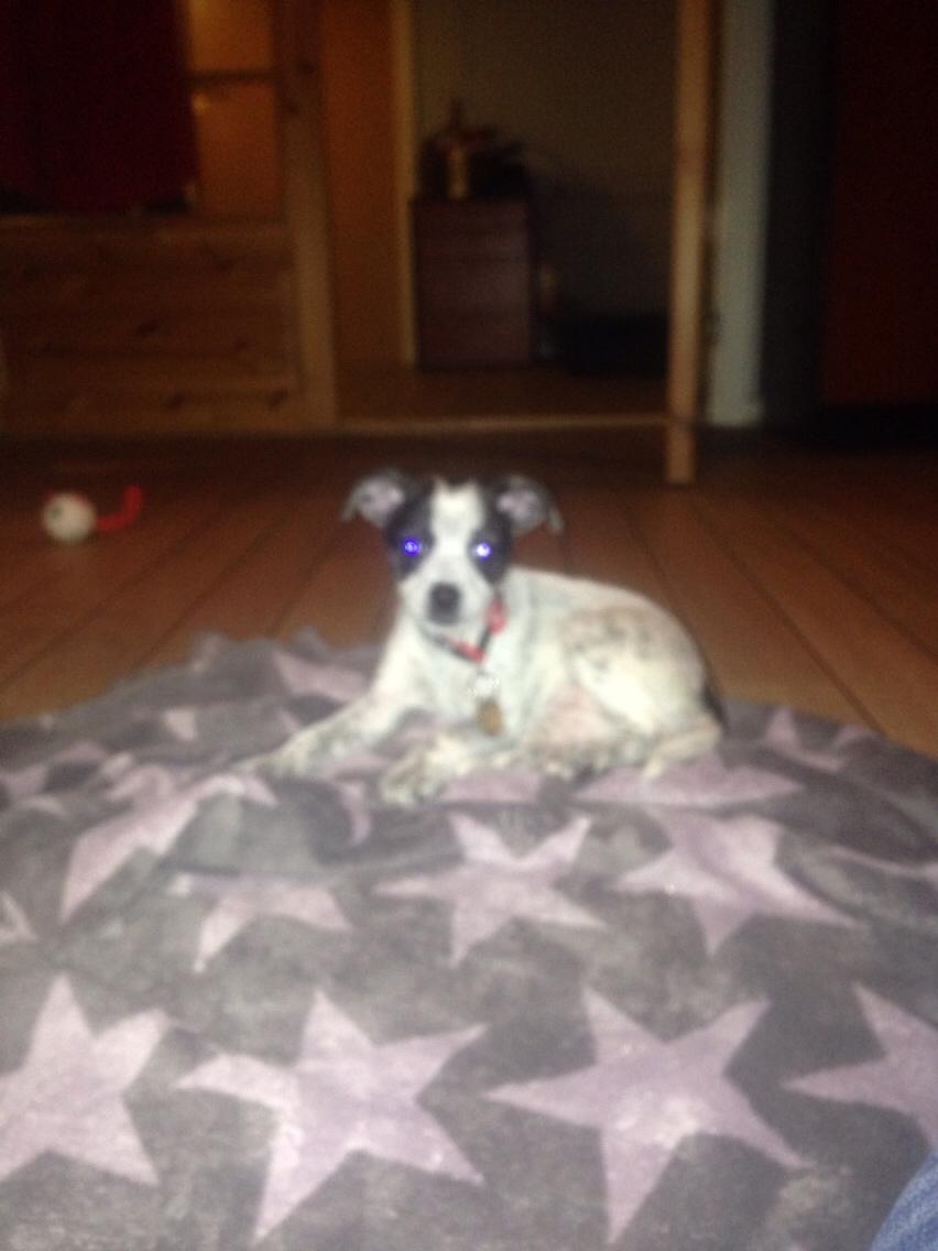 Blanding af racer Chichi billede 2