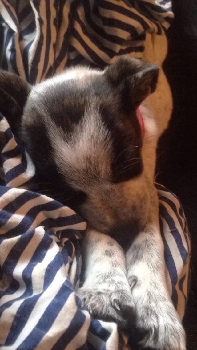 Blanding af racer Chichi billede 1