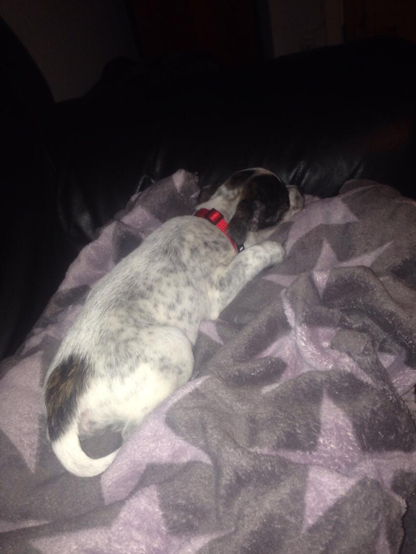 Blanding af racer Chichi billede 3