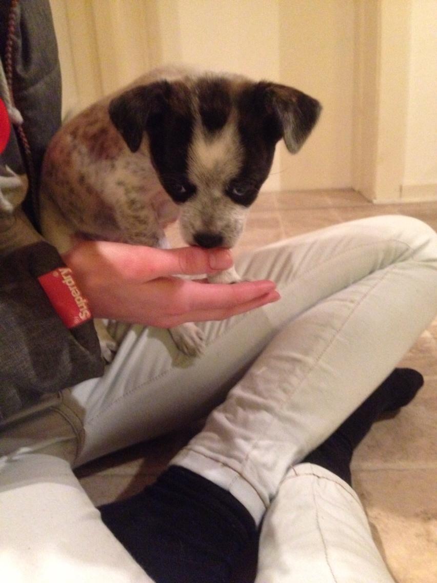 Blanding af racer Chichi billede 5