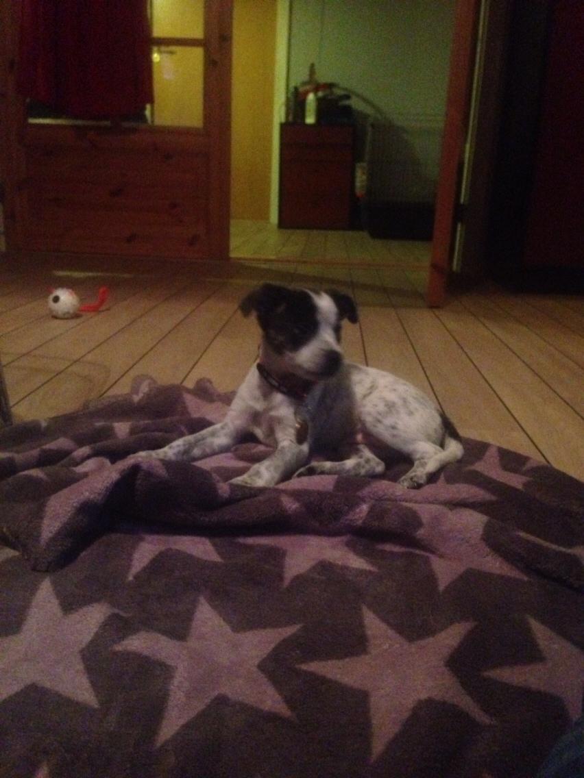 Blanding af racer Chichi billede 4