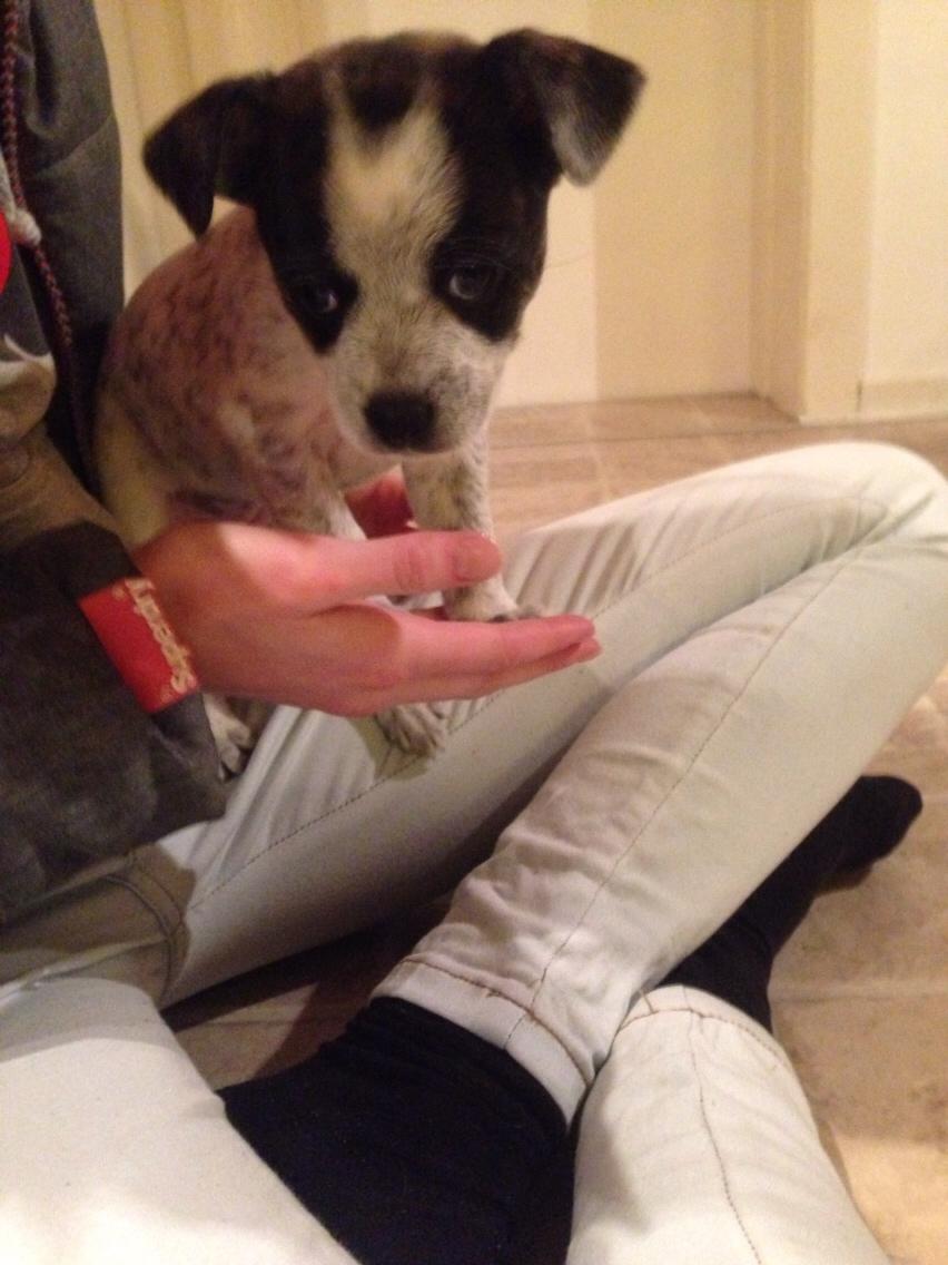 Blanding af racer Chichi billede 6