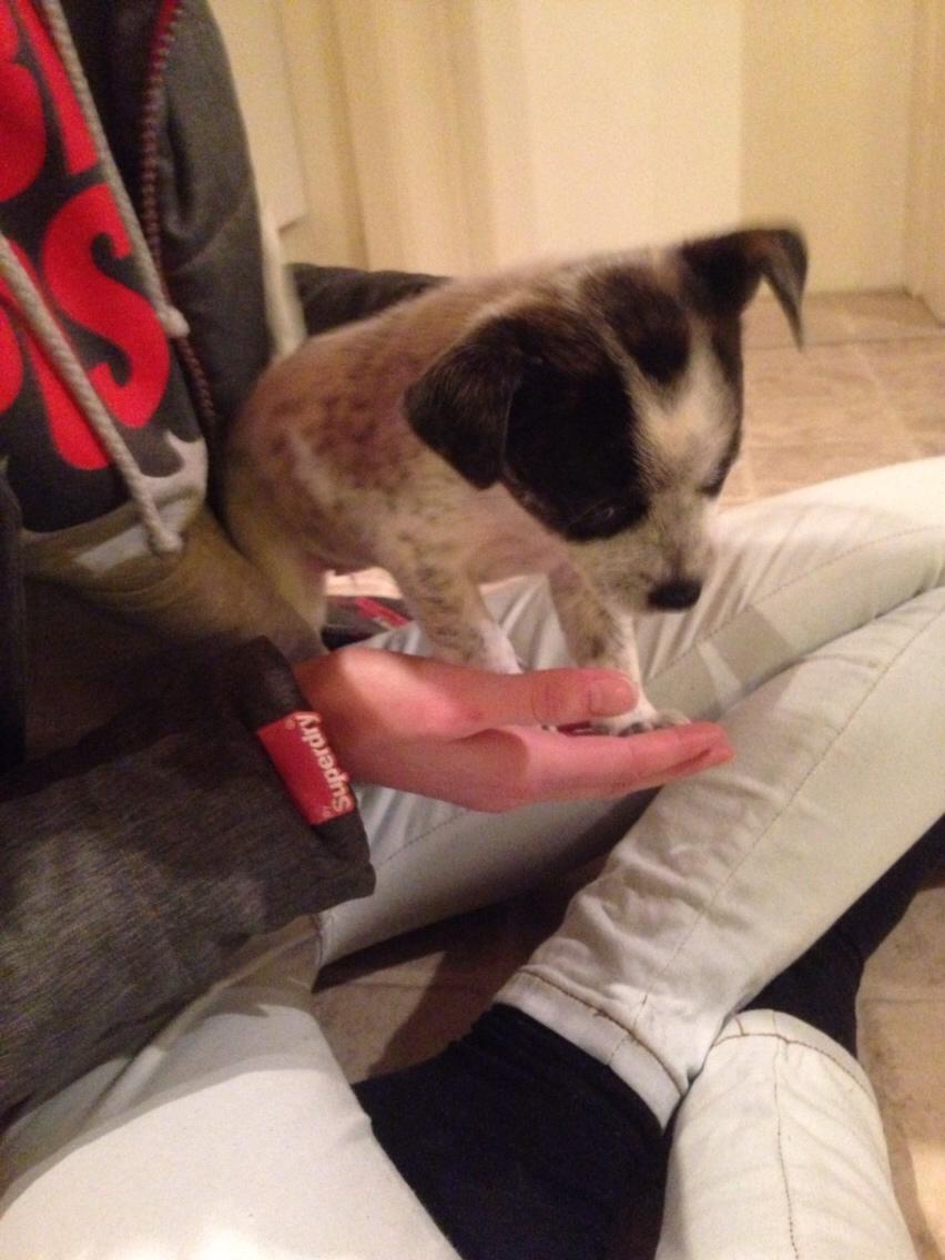 Blanding af racer Chichi billede 8