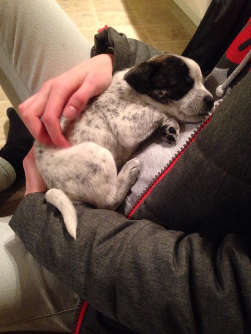 Blanding af racer Chichi billede 7