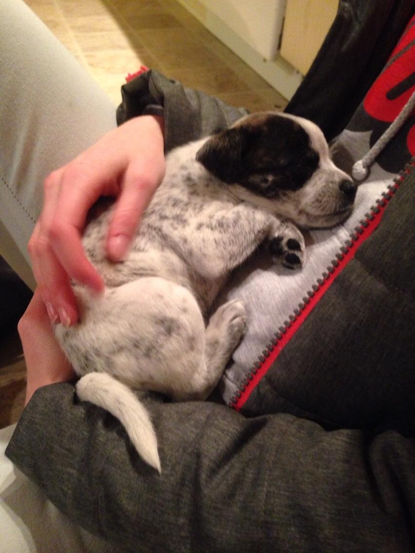 Blanding af racer Chichi billede 9