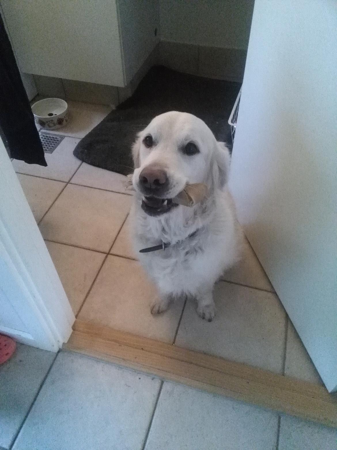 Golden retriever R.I.P Bjørslev's Cameron Diaz/silke billede 12