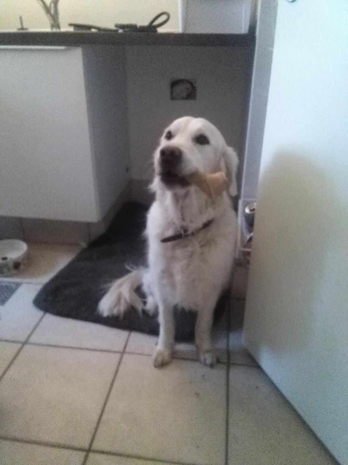 Golden retriever R.I.P Bjørslev's Cameron Diaz/silke billede 13