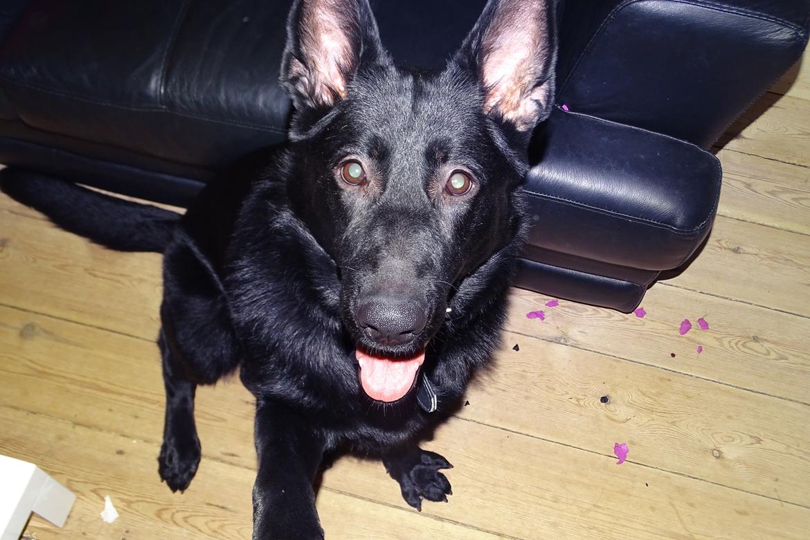 Schæferhund Bella billede 1