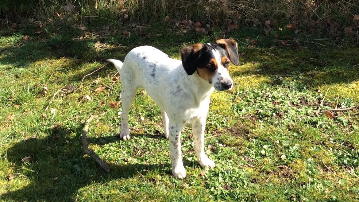 Blanding af racer Bernhart billede 2