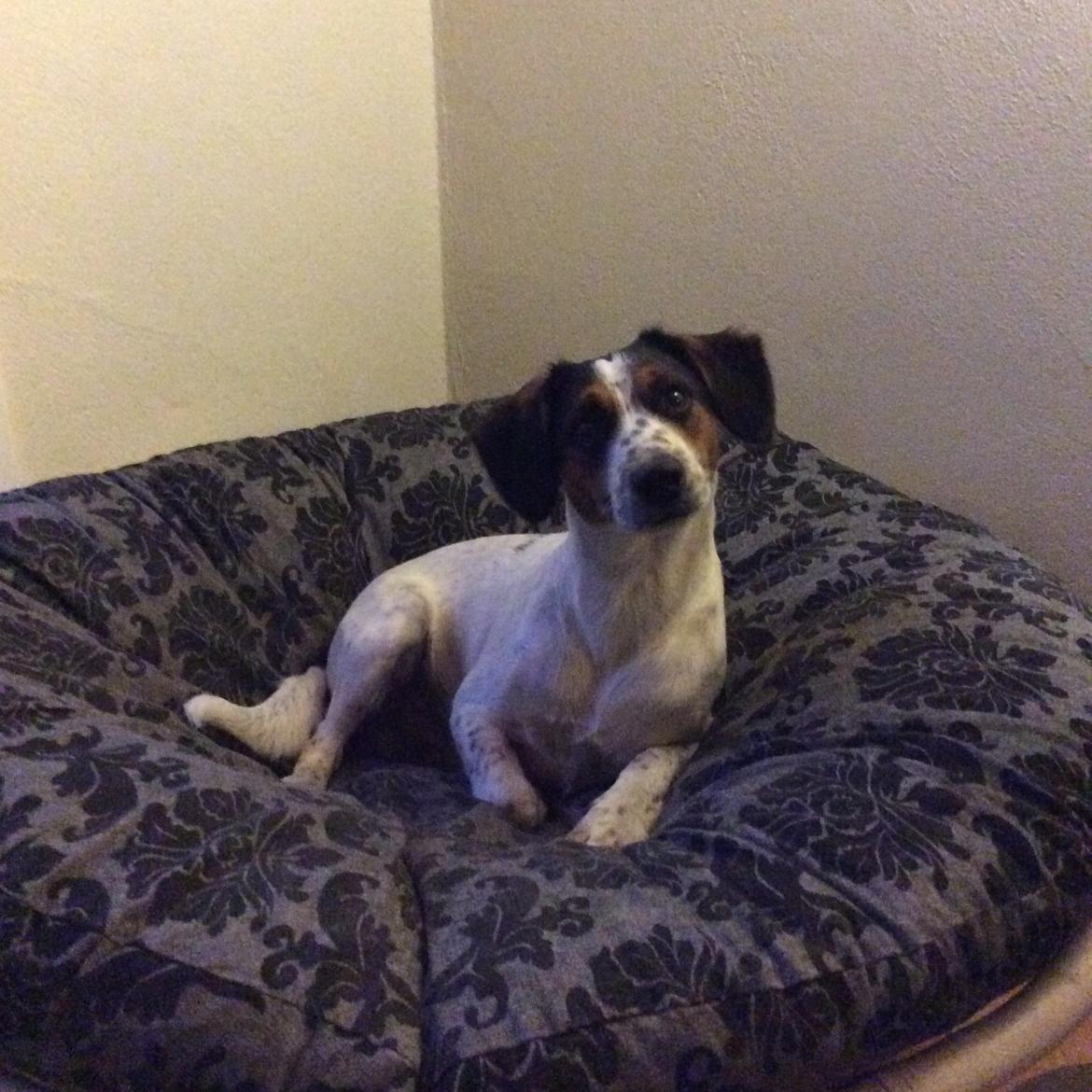 Blanding af racer Bernhart billede 3