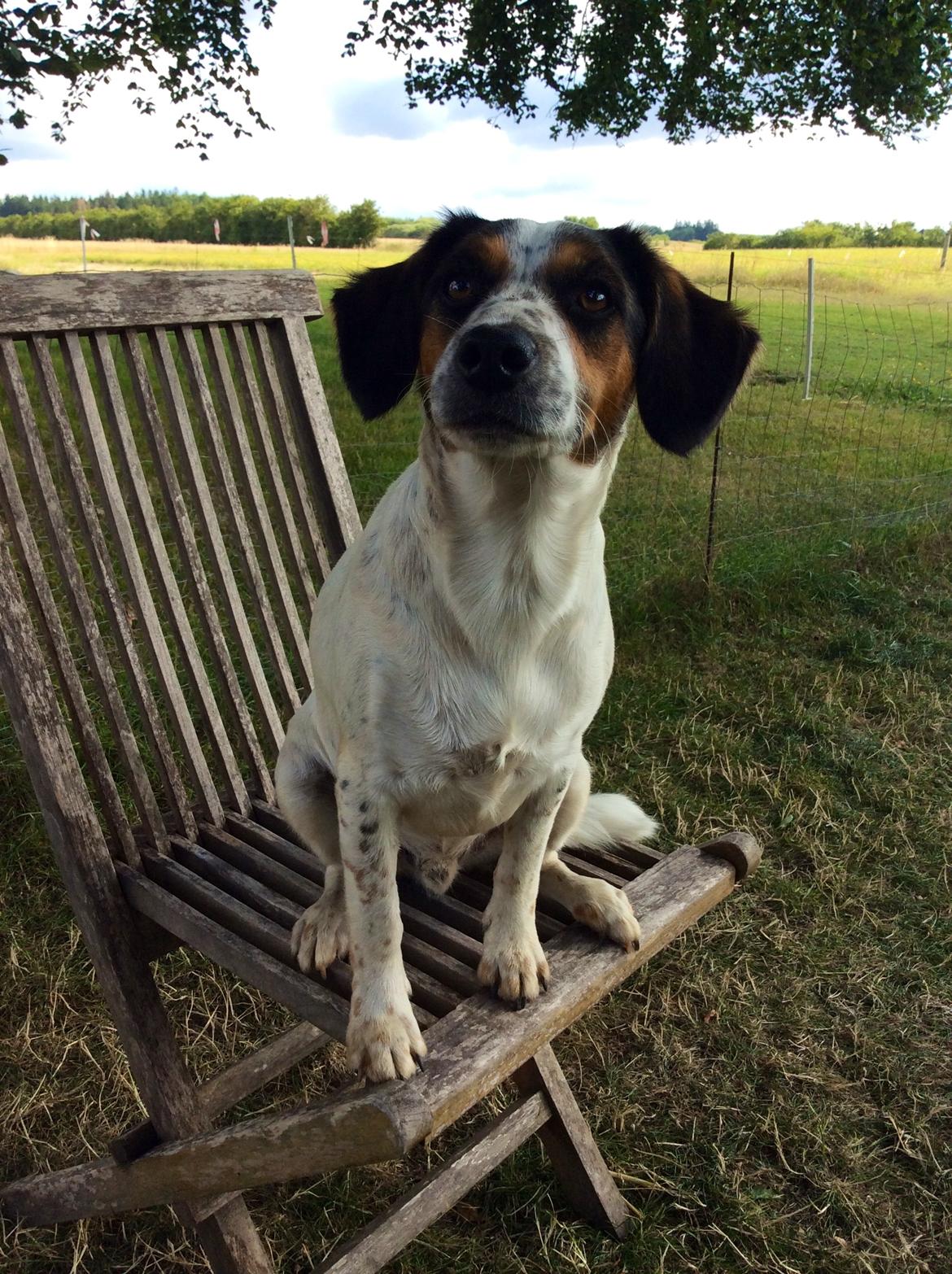 Blanding af racer Bernhart billede 5