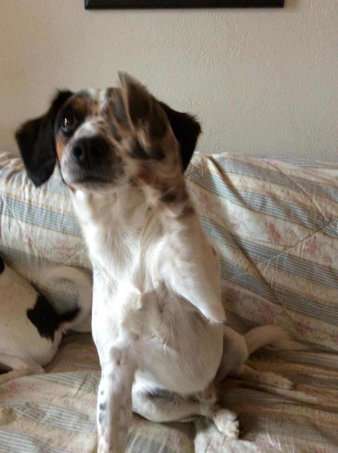 Blanding af racer Bernhart billede 6