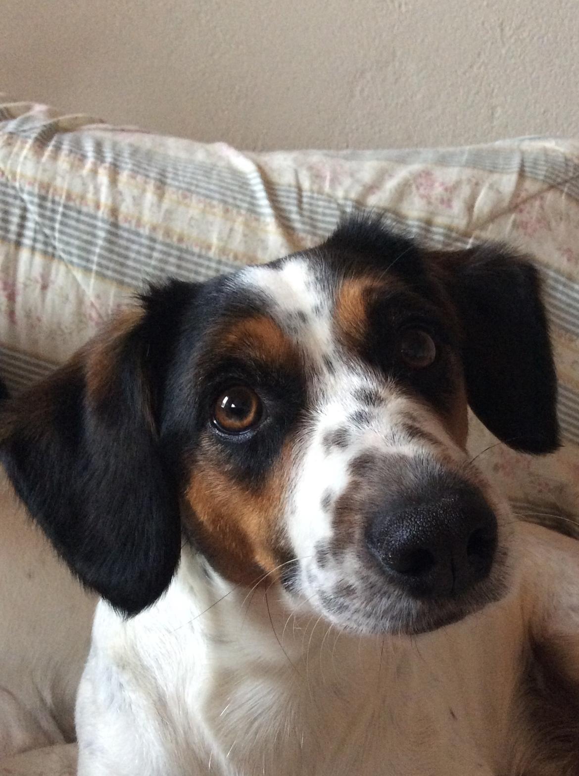 Blanding af racer Bernhart billede 7