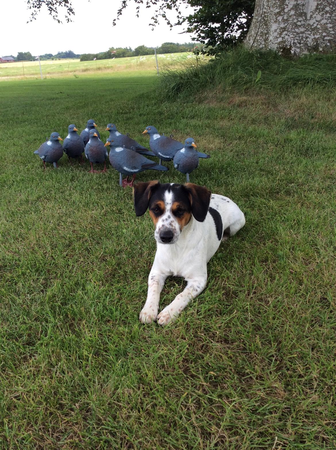 Blanding af racer Bernhart billede 4