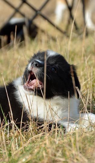Border collie Samson billede 2