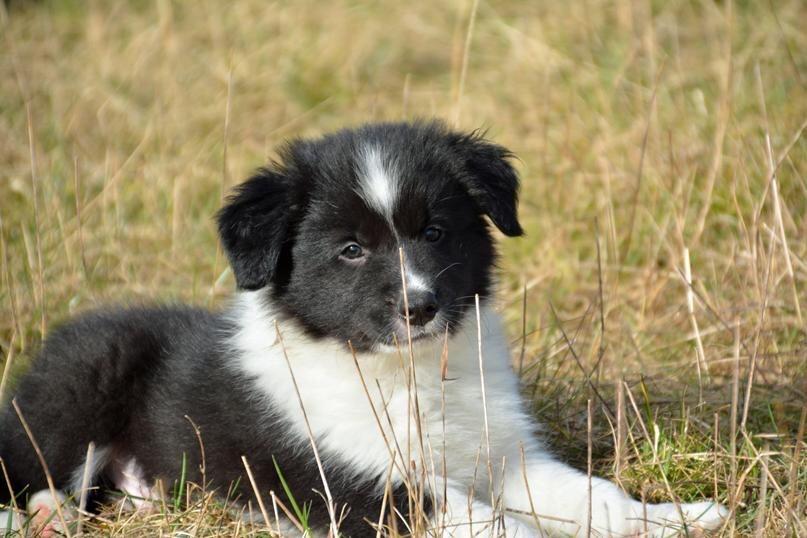 Border collie Samson billede 1