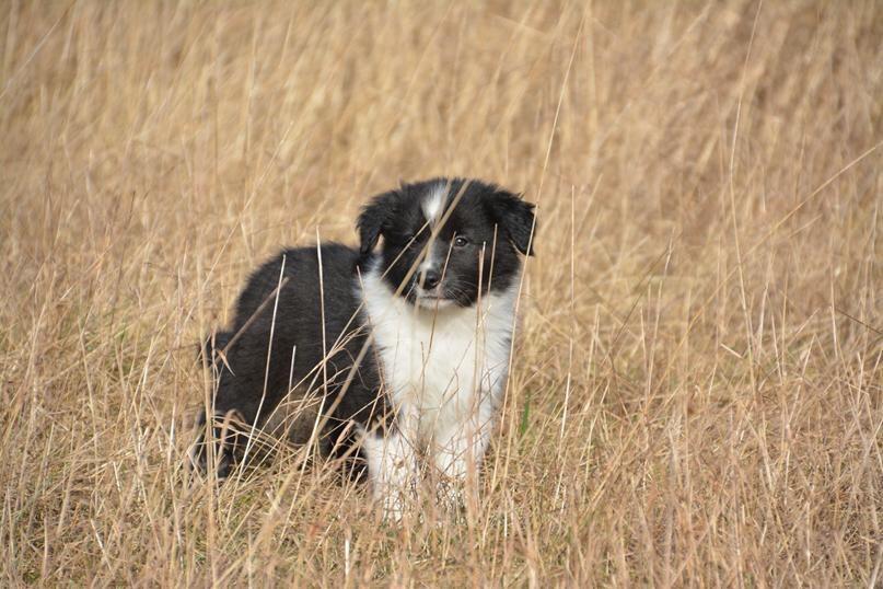 Border collie Samson billede 3