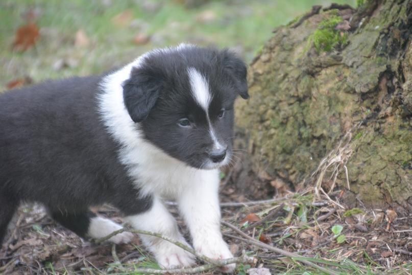 Border collie Samson billede 4