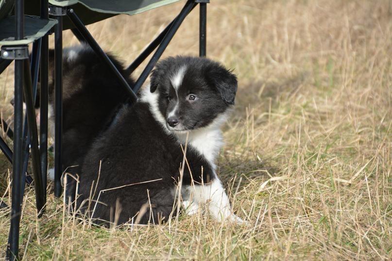 Border collie Samson billede 5
