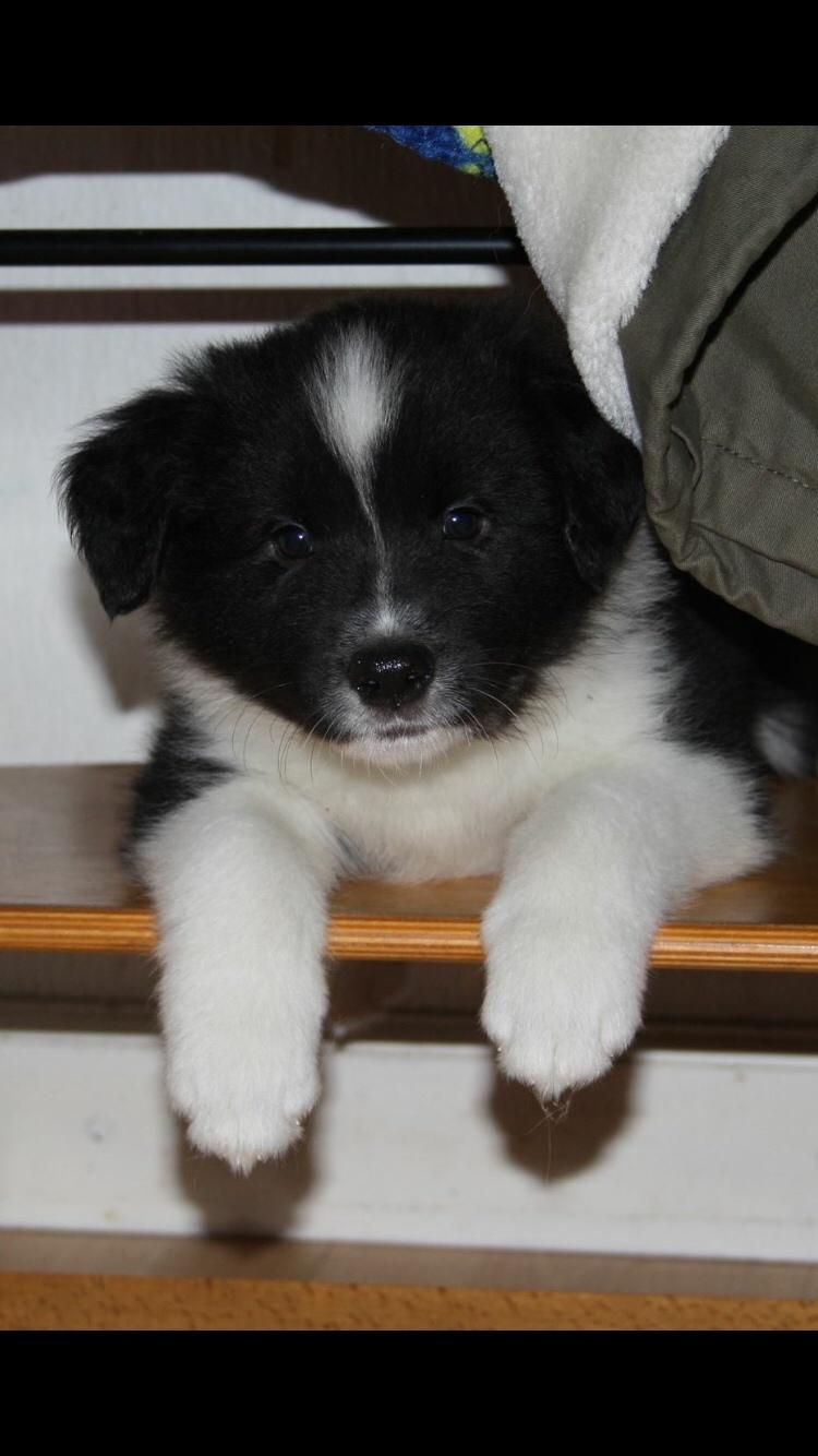 Border collie Samson billede 7